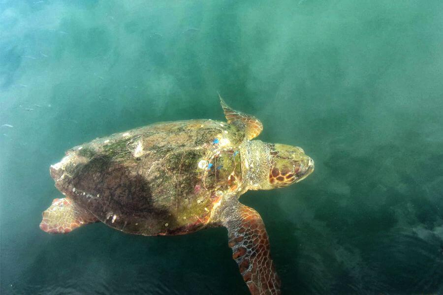 Caretta Caretta Turtles